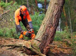 Best Arborist Consultation Services  in Krum, TX