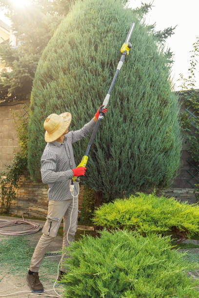 How Our Tree Care Process Works  in  Krum, TX